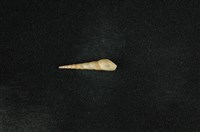 藏品(錐蜷)的圖片